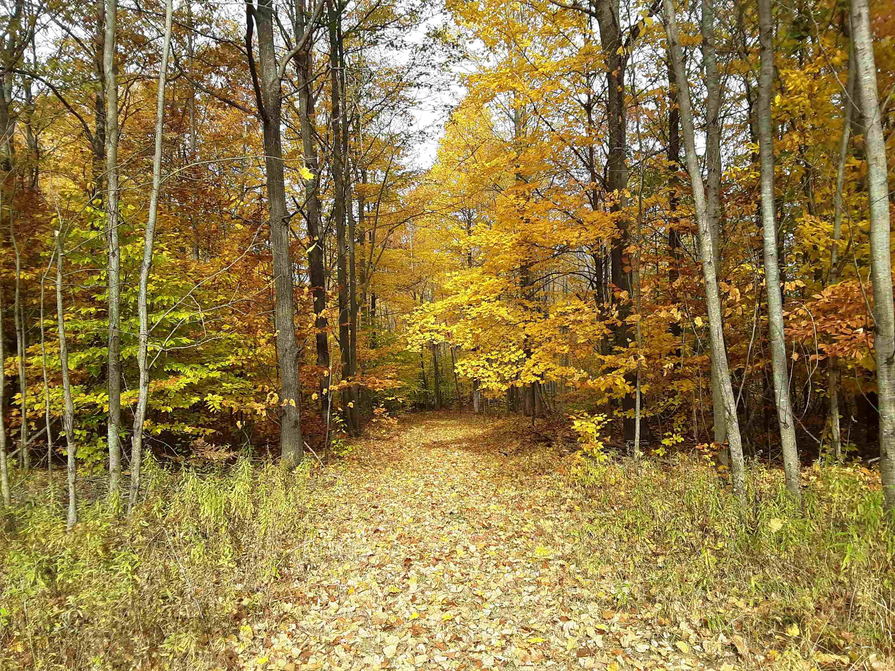 North Everett Road Harrisville, MI 48740 - Photo 44 of 62 Gallery Image 44