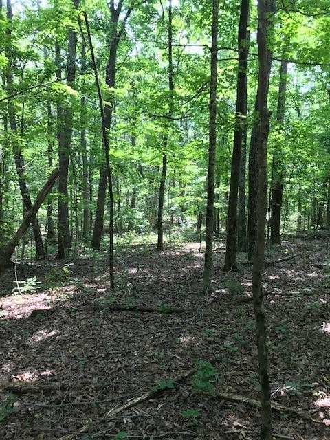 12 Roth Point Road Altamont, TN 37301 - Photo 4 of 5 Gallery Image 4