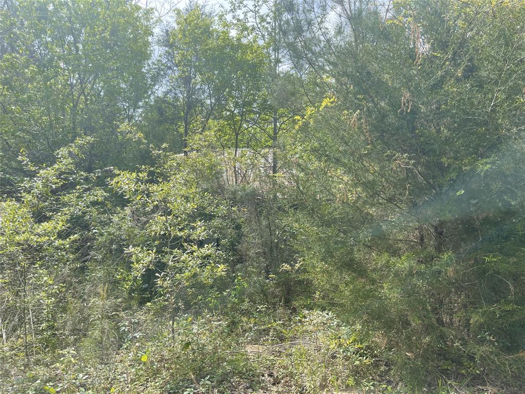 826 Social Springs Road Ringgold, LA 71068 - Photo 3 of 7 a view of a forest