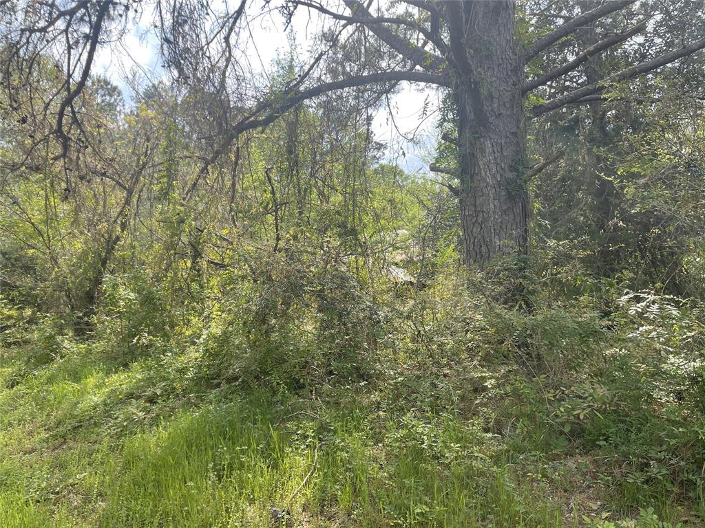 826 Social Springs Road Ringgold, LA 71068 - Photo 4 of 7 a view of a yard with a tree