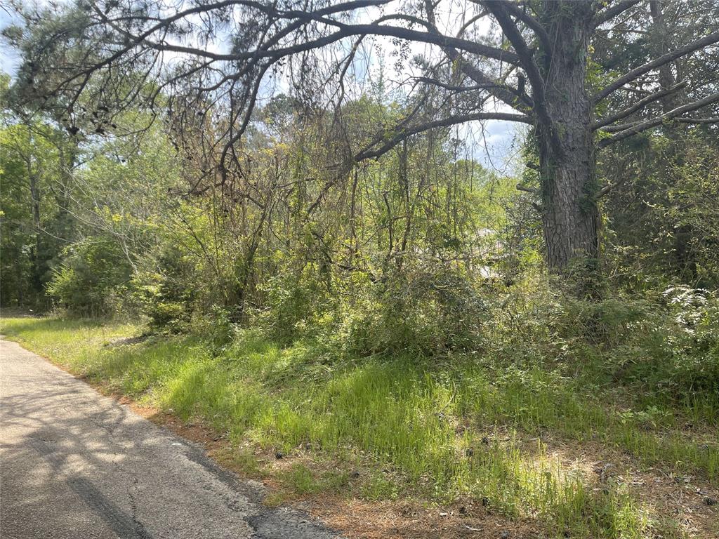 826 Social Springs Road Ringgold, LA 71068 - Photo 5 of 7 a view of a yard with plants and large trees