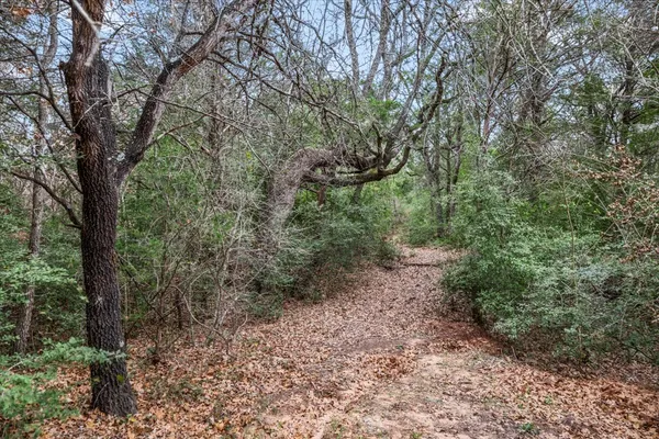 a view of a forest with trees in the background