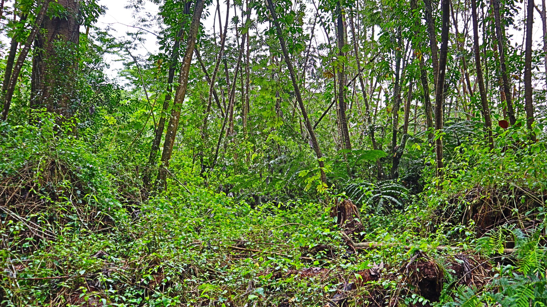 504 Ginger Road Pahoa, HI 96778 - Photo 1 of 4 a view of a lush green forest