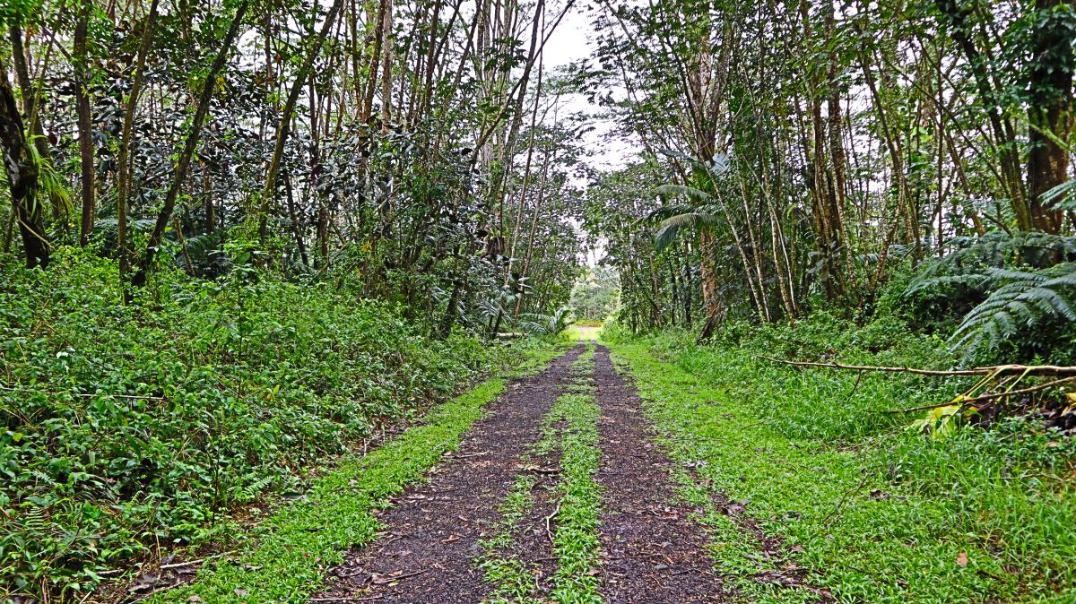 504 Ginger Road Pahoa, HI 96778 - Photo 2 of 4 a view of a pathway both side of yard