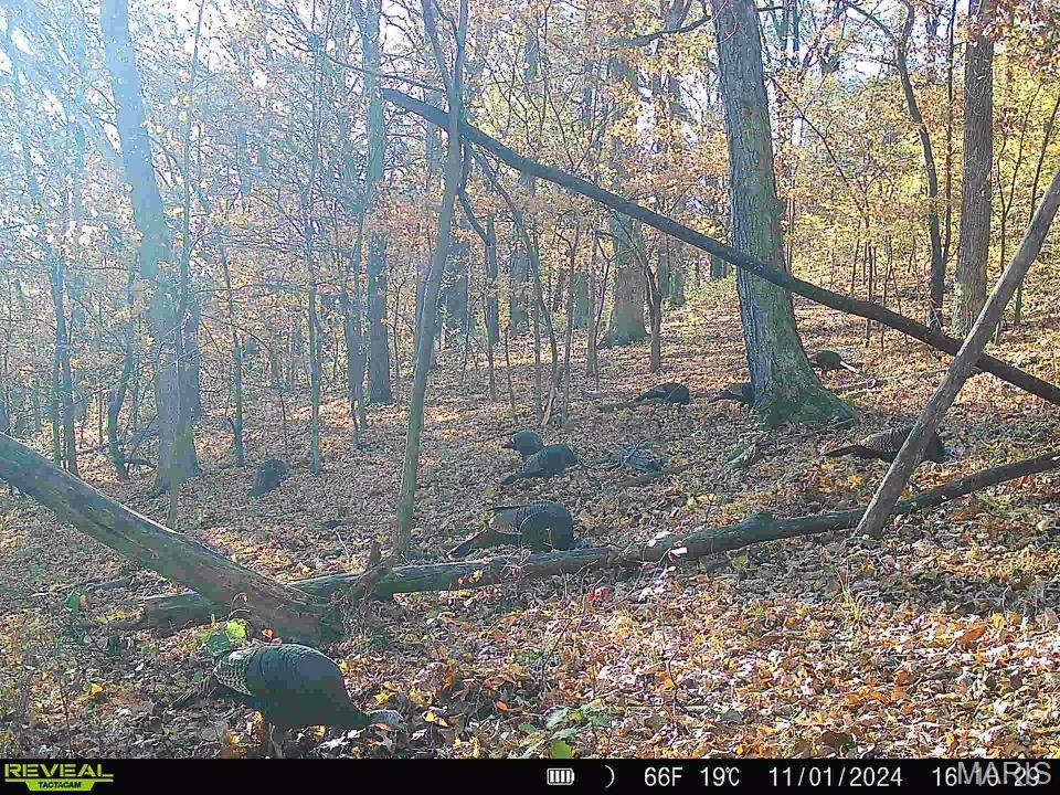 0 Salt Spring Hollow Hardin, IL 62047 - Photo 50 of 68 Gallery Image 50