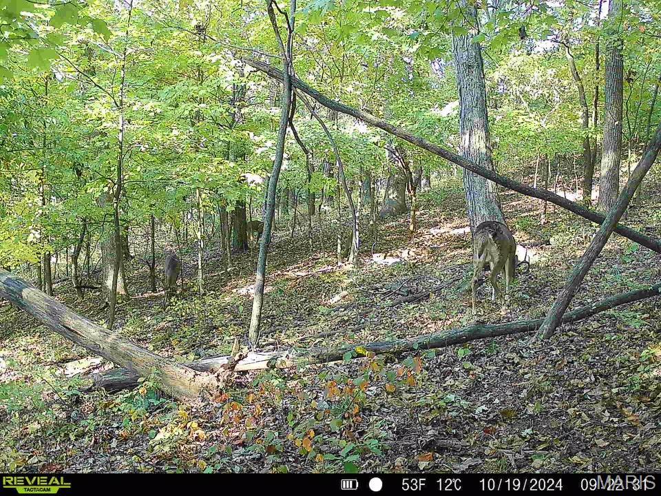 0 Salt Spring Hollow Hardin, IL 62047 - Photo 52 of 68 Gallery Image 52