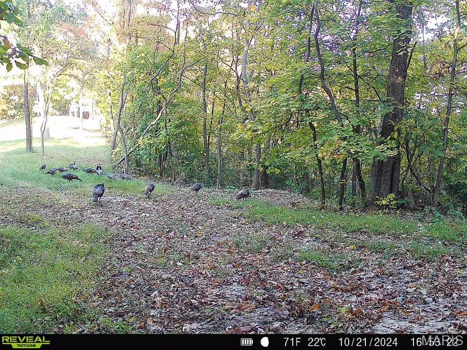 0 Salt Spring Hollow Hardin, IL 62047 - Photo 54 of 68 Gallery Image 54