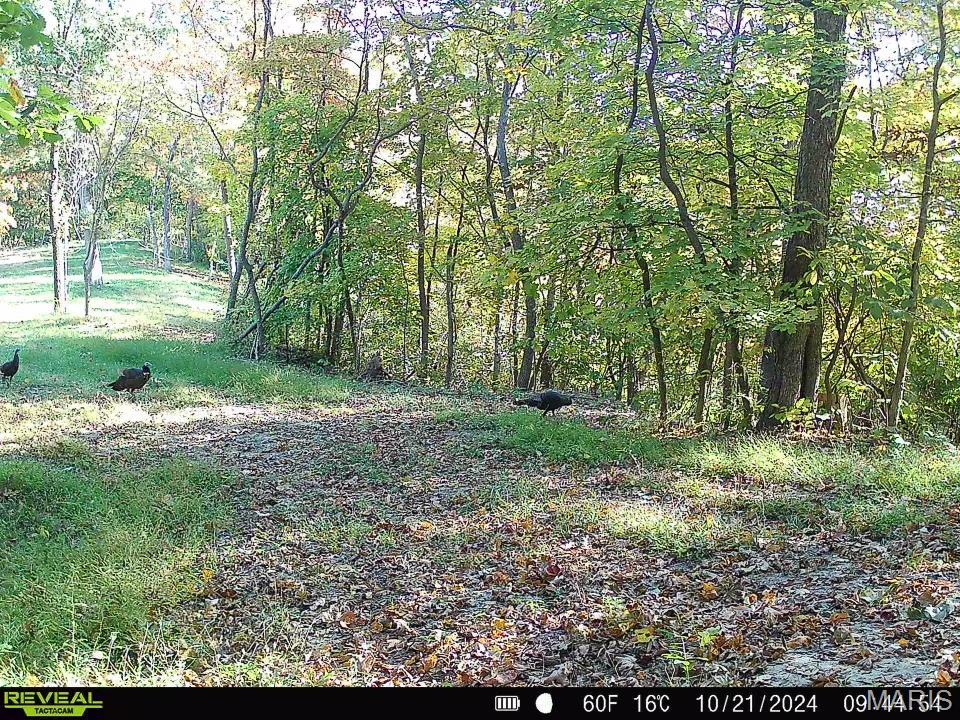 0 Salt Spring Hollow Hardin, IL 62047 - Photo 55 of 68 Gallery Image 55