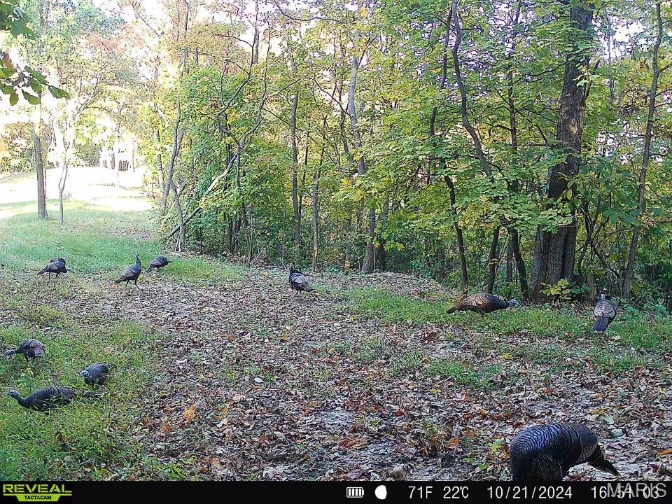 0 Salt Spring Hollow Hardin, IL 62047 - Photo 56 of 68 Gallery Image 56