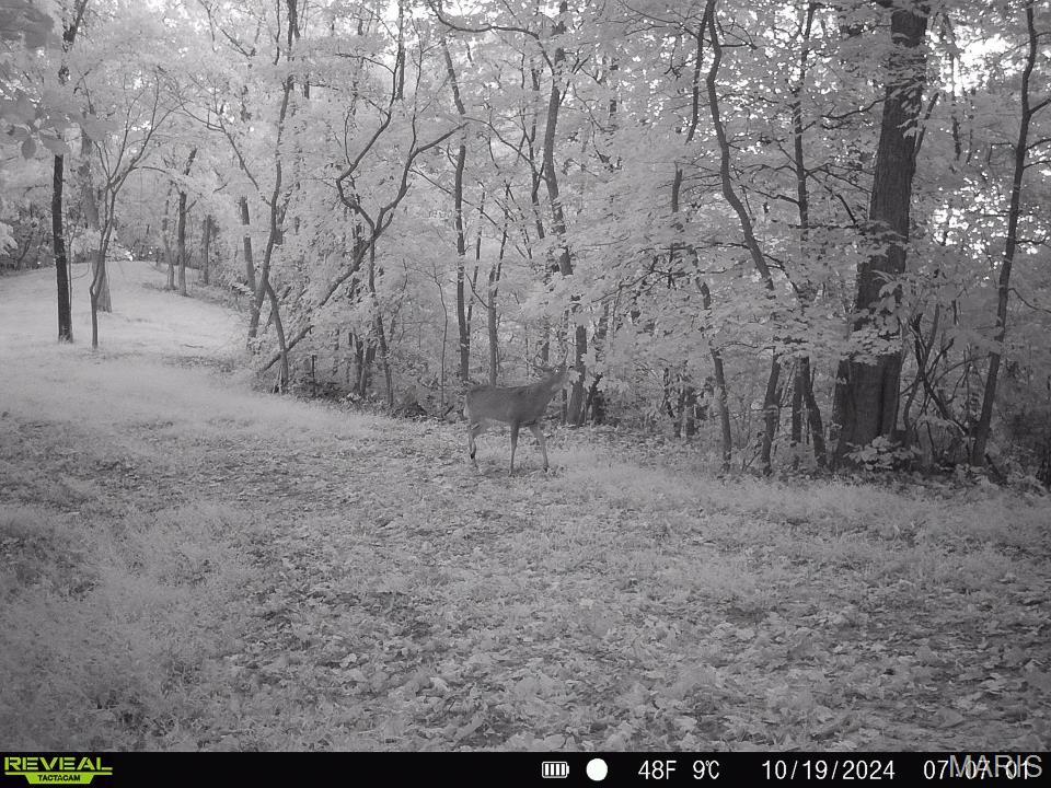 0 Salt Spring Hollow Hardin, IL 62047 - Photo 57 of 68 Gallery Image 57