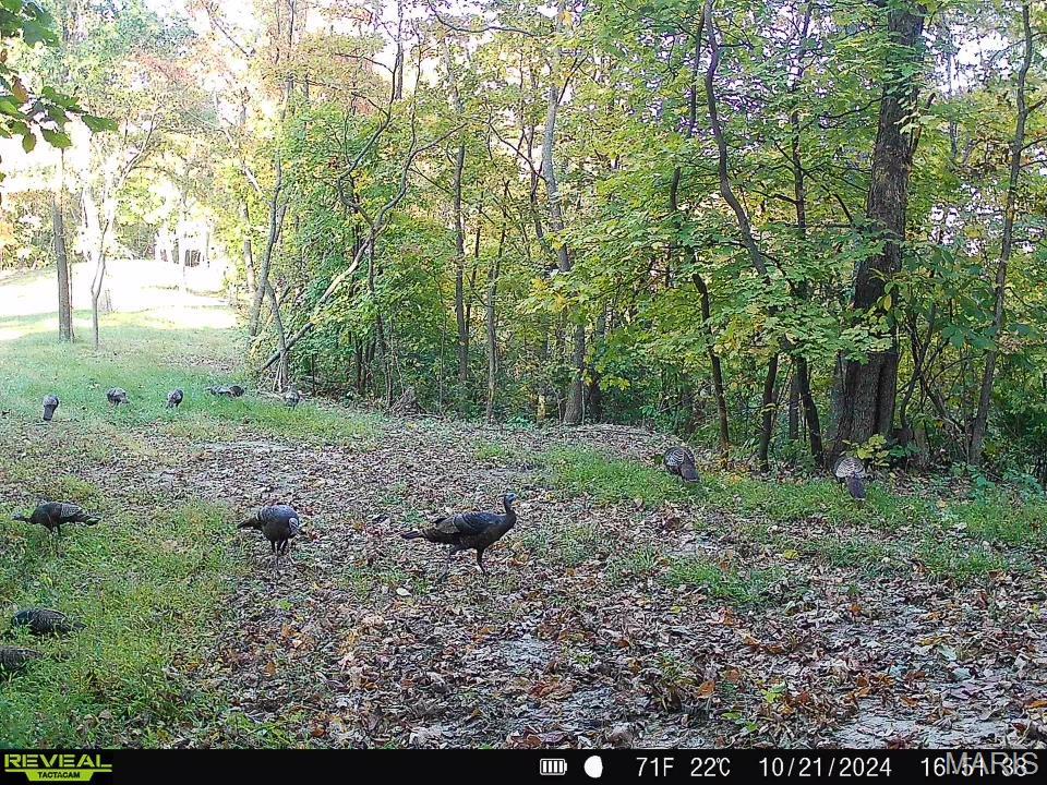 0 Salt Spring Hollow Hardin, IL 62047 - Photo 58 of 68 Gallery Image 58
