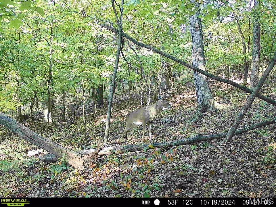 0 Salt Spring Hollow Hardin, IL 62047 - Photo 59 of 68 Gallery Image 59
