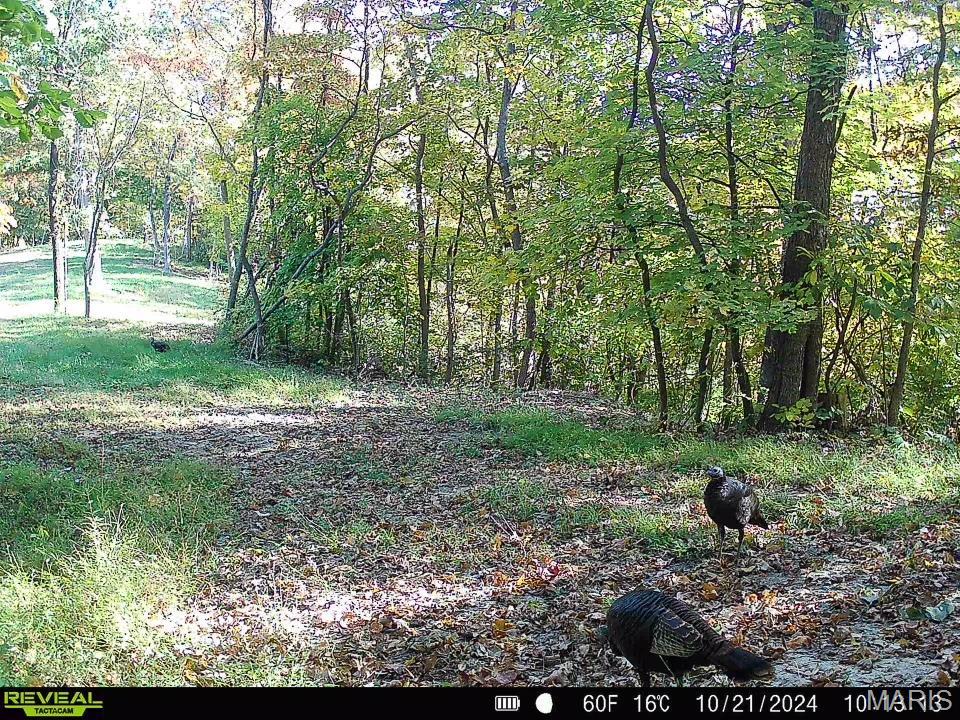 0 Salt Spring Hollow Hardin, IL 62047 - Photo 60 of 68 Gallery Image 60