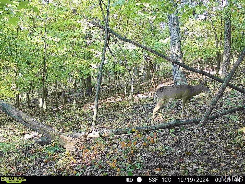 0 Salt Spring Hollow Hardin, IL 62047 - Photo 61 of 68 Gallery Image 61