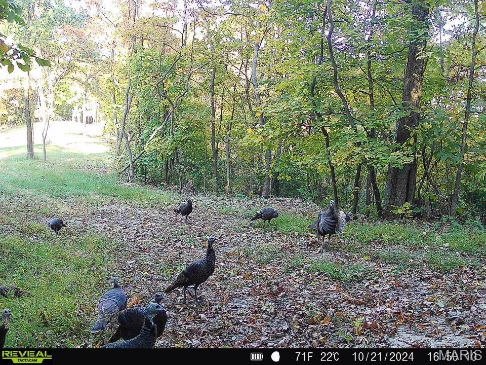 0 Salt Spring Hollow Hardin, IL 62047 - Photo 62 of 68 Gallery Image 62