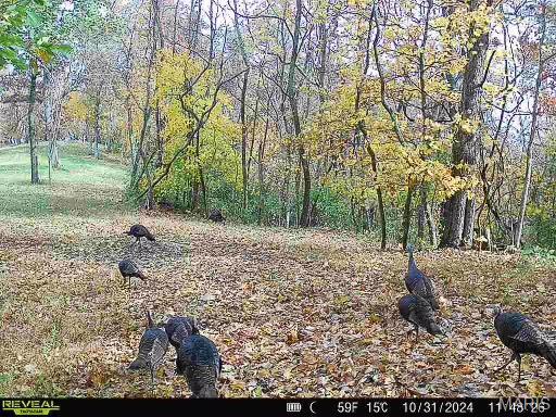 0 Salt Spring Hollow Hardin, IL 62047 - Photo 64 of 68 Gallery Image 64