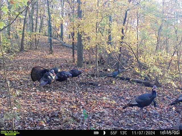 0 Salt Spring Hollow Hardin, IL 62047 - Photo 66 of 68 Gallery Image 66