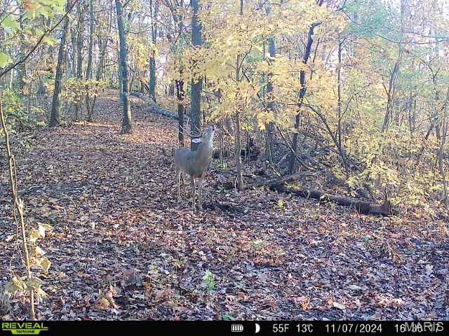 0 Salt Spring Hollow Hardin, IL 62047 - Photo 67 of 68 Gallery Image 67