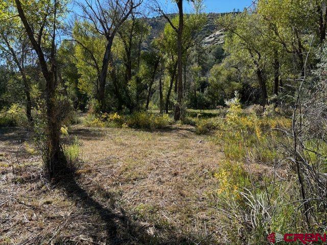 718 Estates Circle Road Pagosa Springs, CO 81147 - Photo 6 of 13 a view of a yard with plants and trees