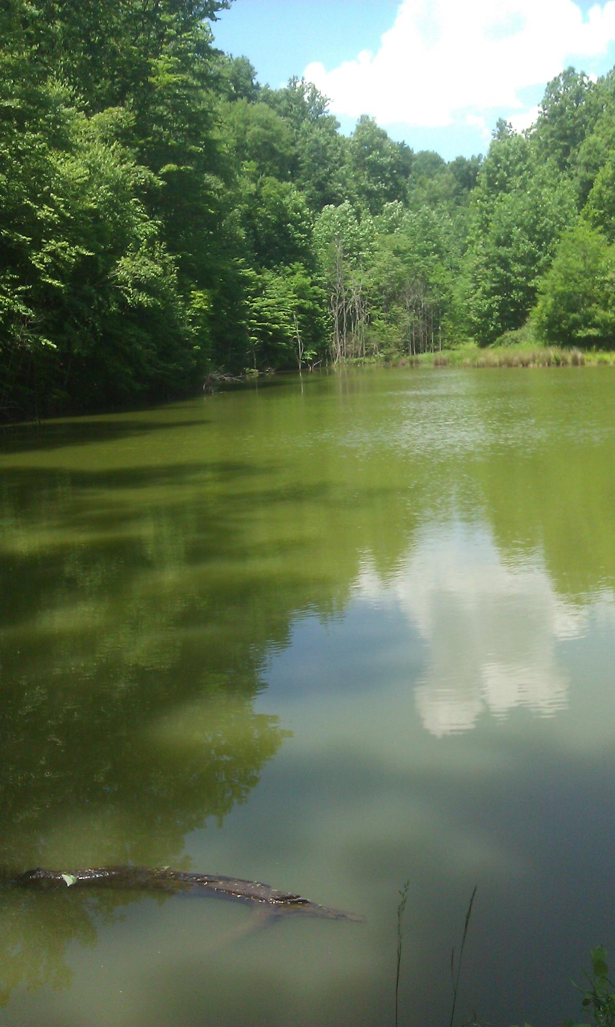 a view of a water pond with trees in the background