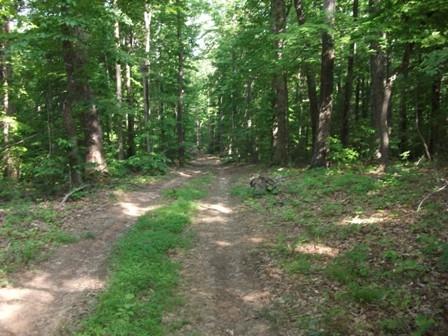 1810 Swelling Road Ferrum, VA 24088 - Photo 5 of 13 a view of a forest with trees in the background
