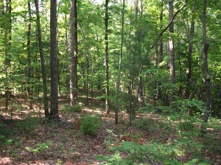 1810 Swelling Road Ferrum, VA 24088 - Photo 7 of 13 a view of forest