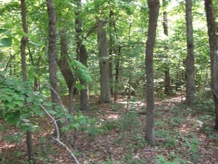 1810 Swelling Road Ferrum, VA 24088 - Photo 8 of 13 a view of a forest