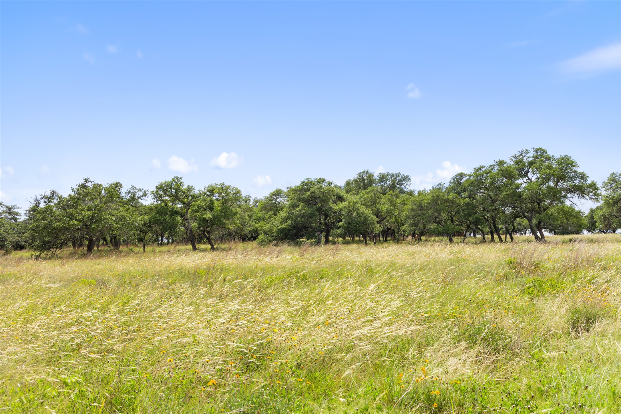 4112 Schumann Road Stonewall, TX 78671 - Photo 7 of 10 A sprawling meadow with mature trees under an expansive, clear blue sky beckons.