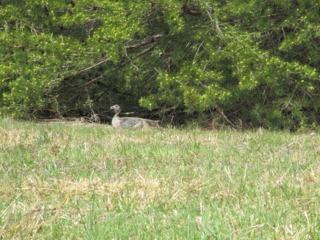 Sandy Ridge Road Dandridge, TN 37725 - Photo 14 of 21 IMG_2900