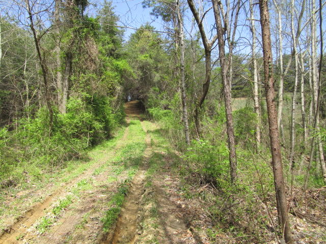 Sandy Ridge Road Dandridge, TN 37725 - Photo 15 of 21 IMG_2911
