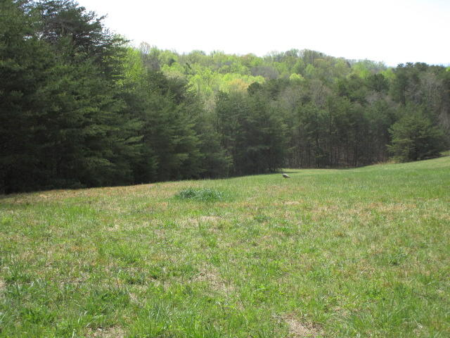 Sandy Ridge Road Dandridge, TN 37725 - Photo 8 of 21 IMG_2905