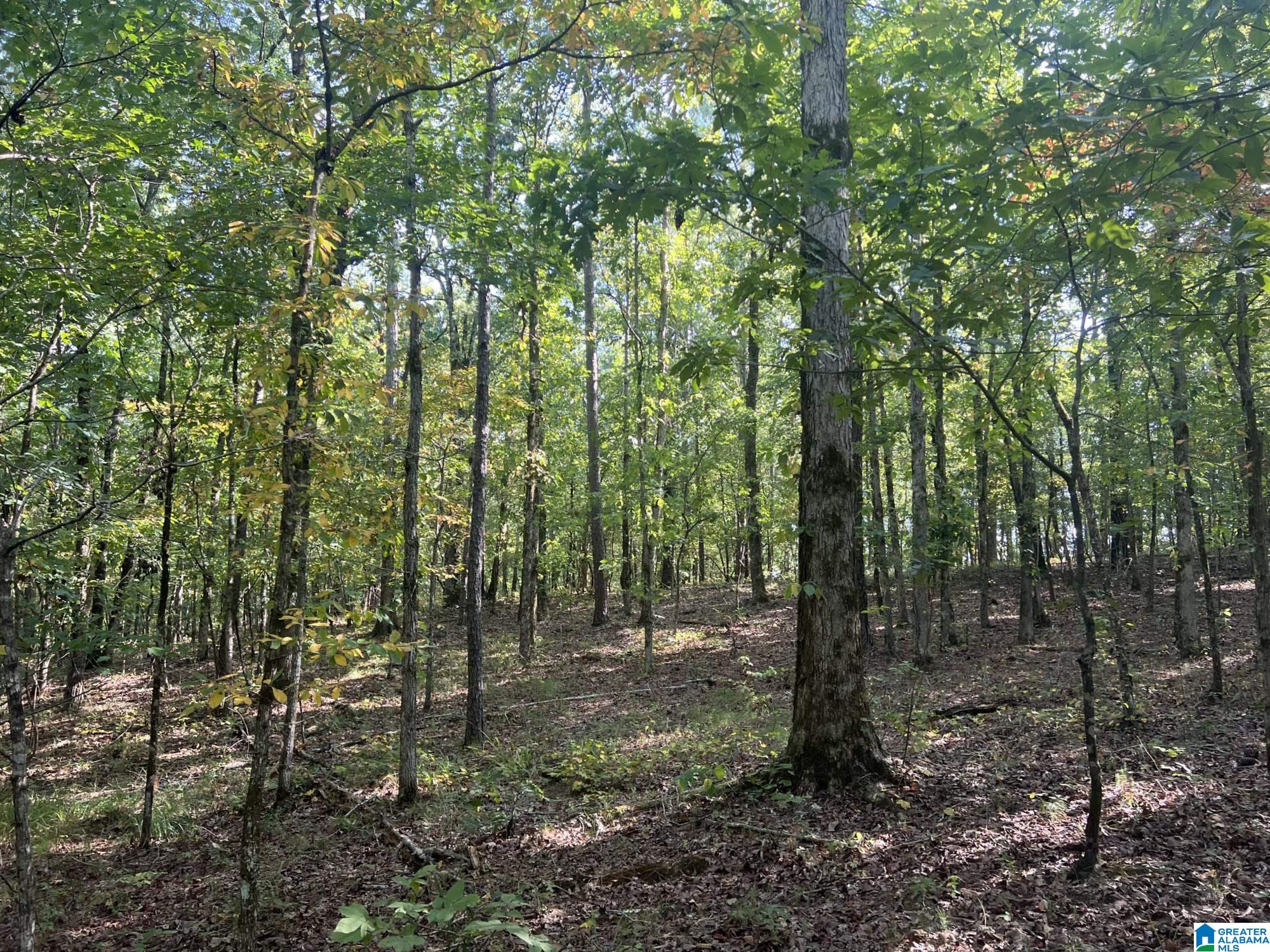 0 County Road 95 Montevallo, AL 35115 - Photo 6 of 10
