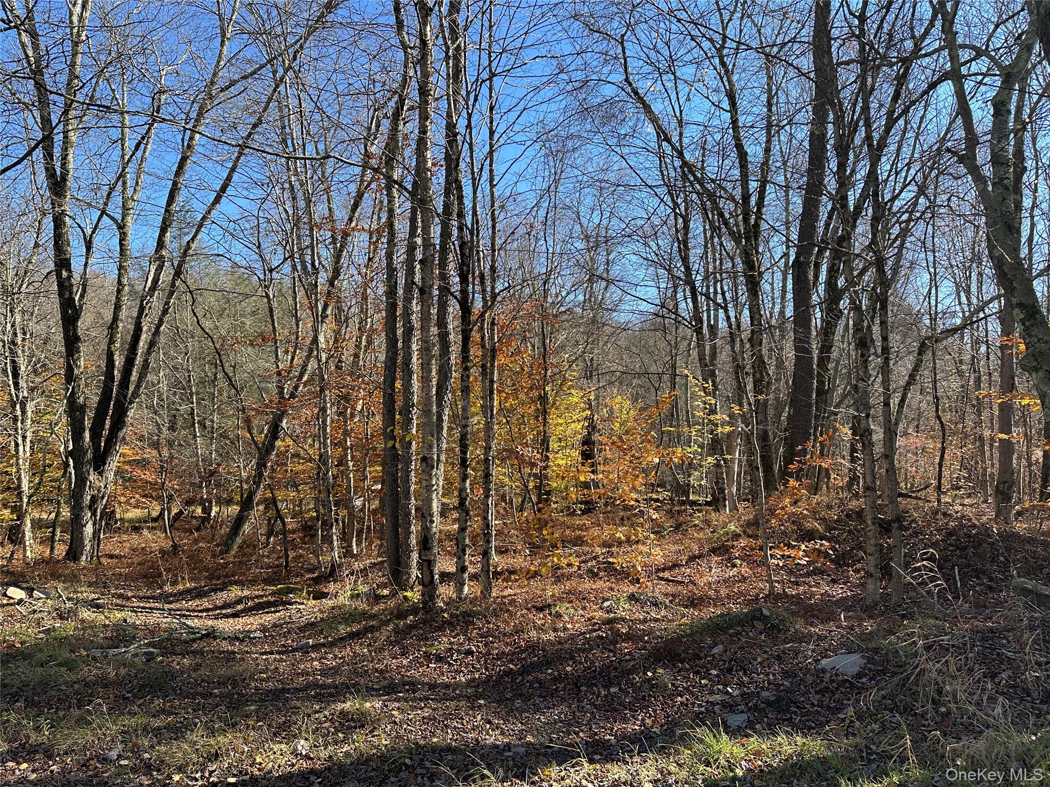 24 Mud Pond Road Livingston Manor, NY 12758 - Photo 13 of 18 a backyard of a house with lots of green space
