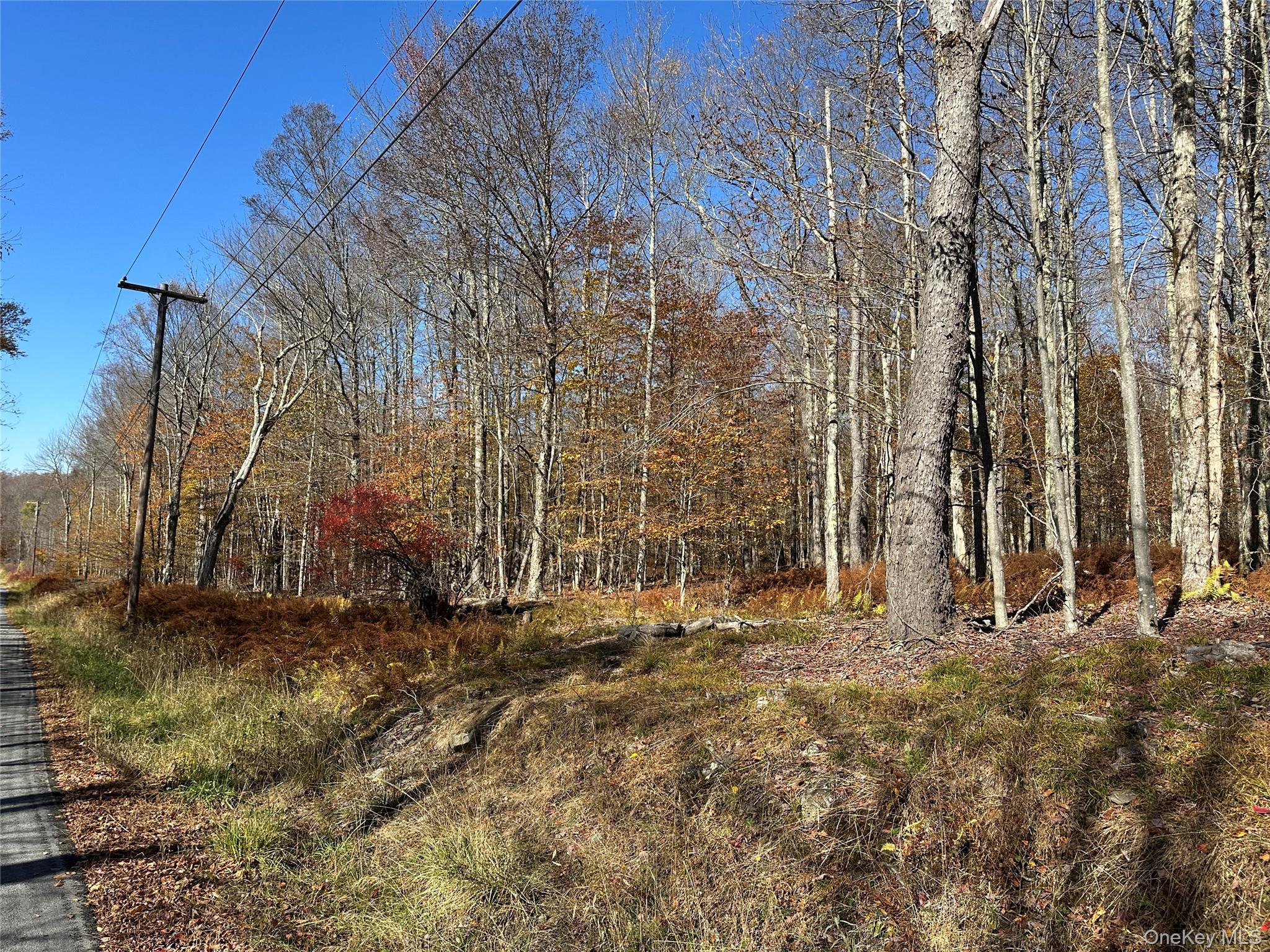 24 Mud Pond Road Livingston Manor, NY 12758 - Photo 18 of 18 a view of backyard with large trees