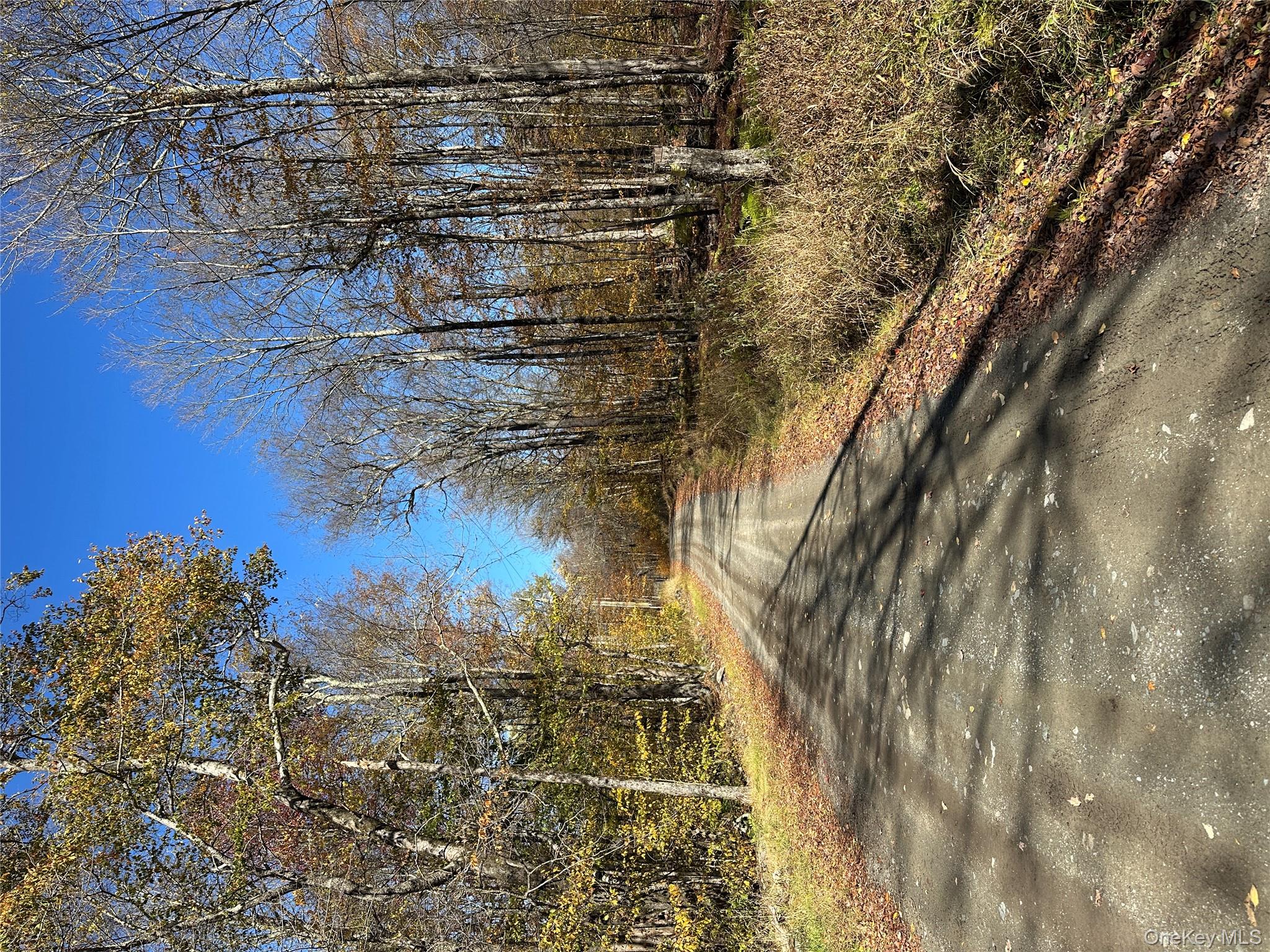 24 Mud Pond Road Livingston Manor, NY 12758 - Photo 4 of 18 a view of yard covered with trees