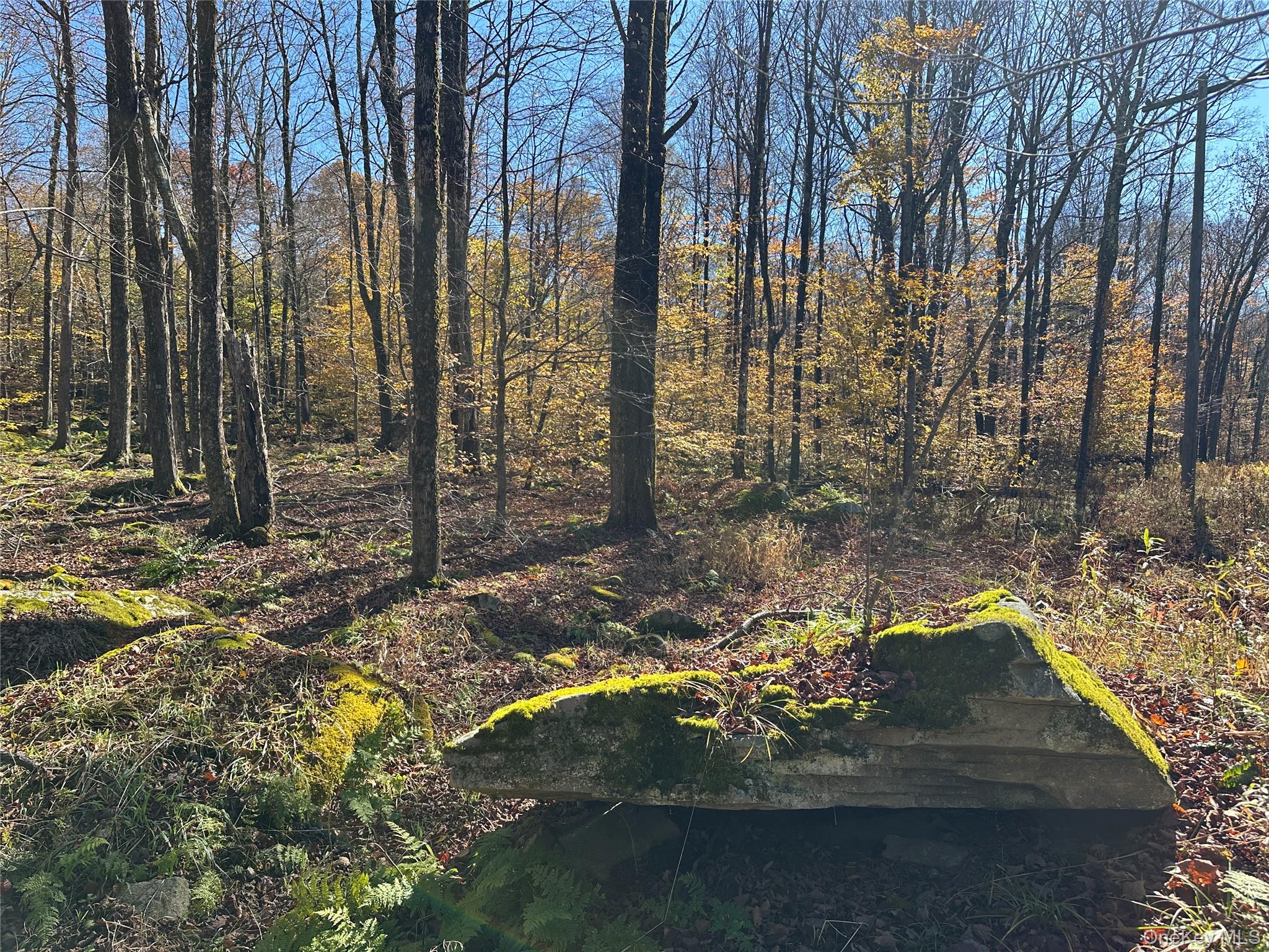 24 Mud Pond Road Livingston Manor, NY 12758 - Photo 6 of 18 a view of a yard with plants