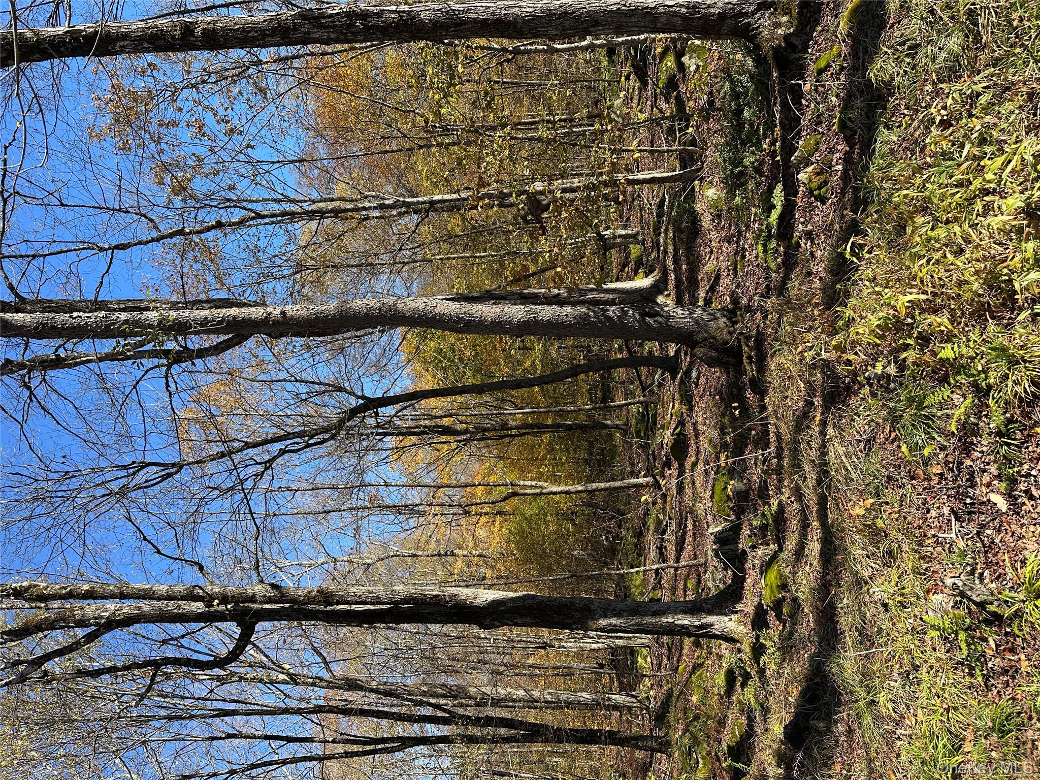 24 Mud Pond Road Livingston Manor, NY 12758 - Photo 7 of 18 a backyard of a house with lots of green space