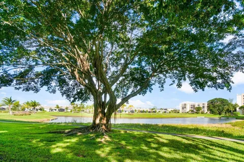 a view of a trees in a park