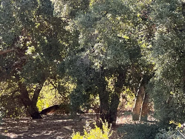 $400,000 | 2115 Campo Truck Trail, Campo, CA 91906