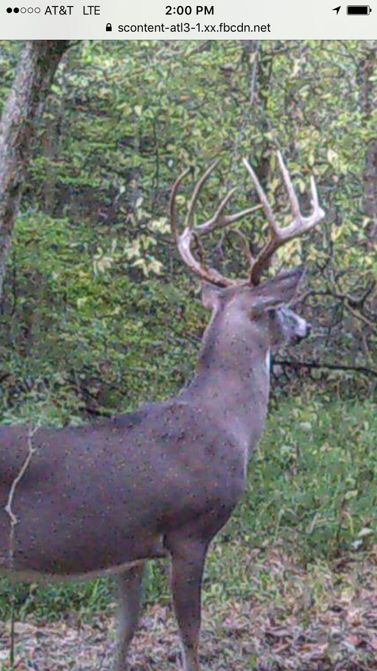 726 Old Brown Road Salvisa, KY 40372 - Photo 38 of 89 All deer in photos came off this farm.