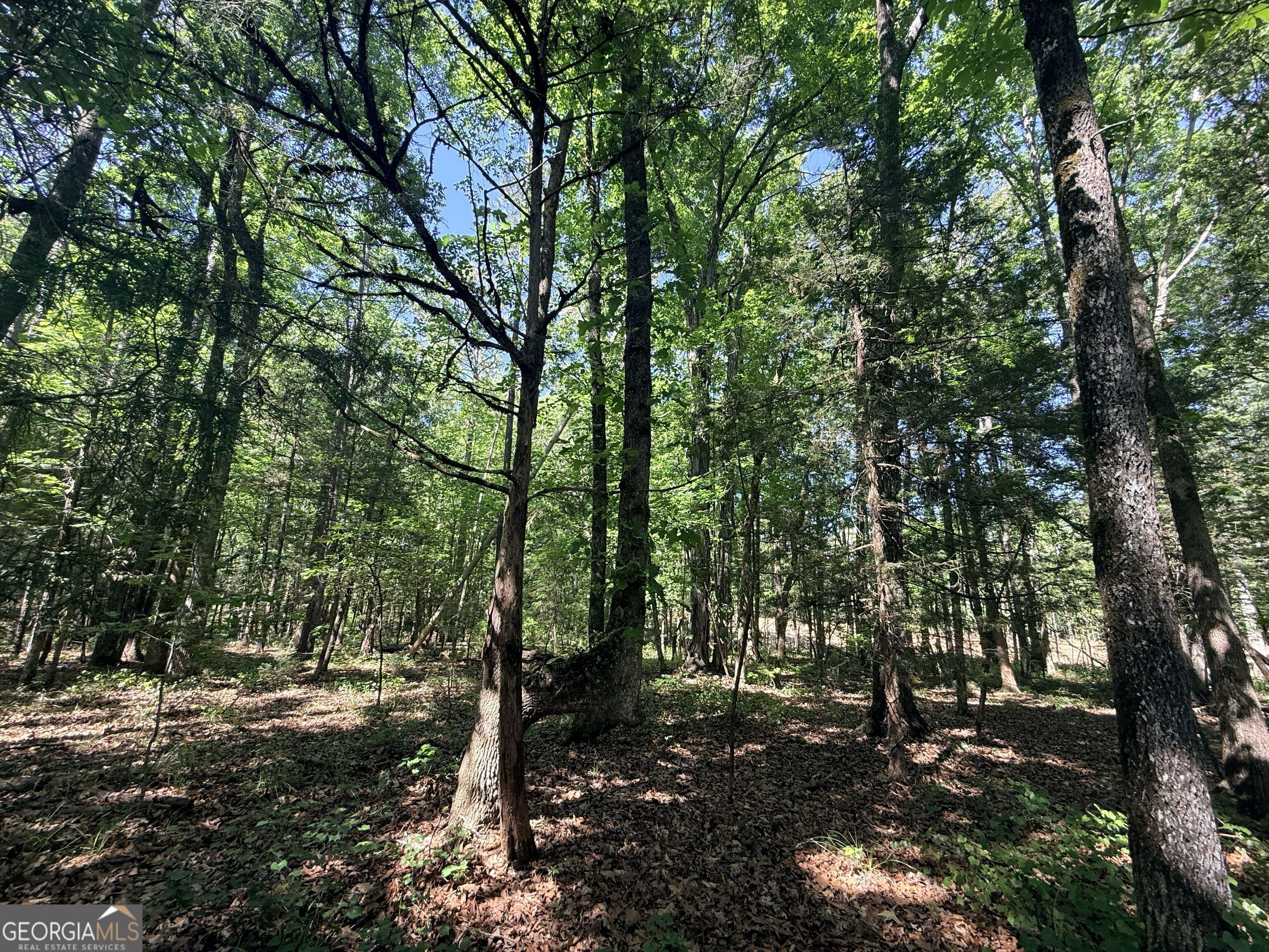 580 Saggus Road Washington, GA 30673 - Photo 24 of 54