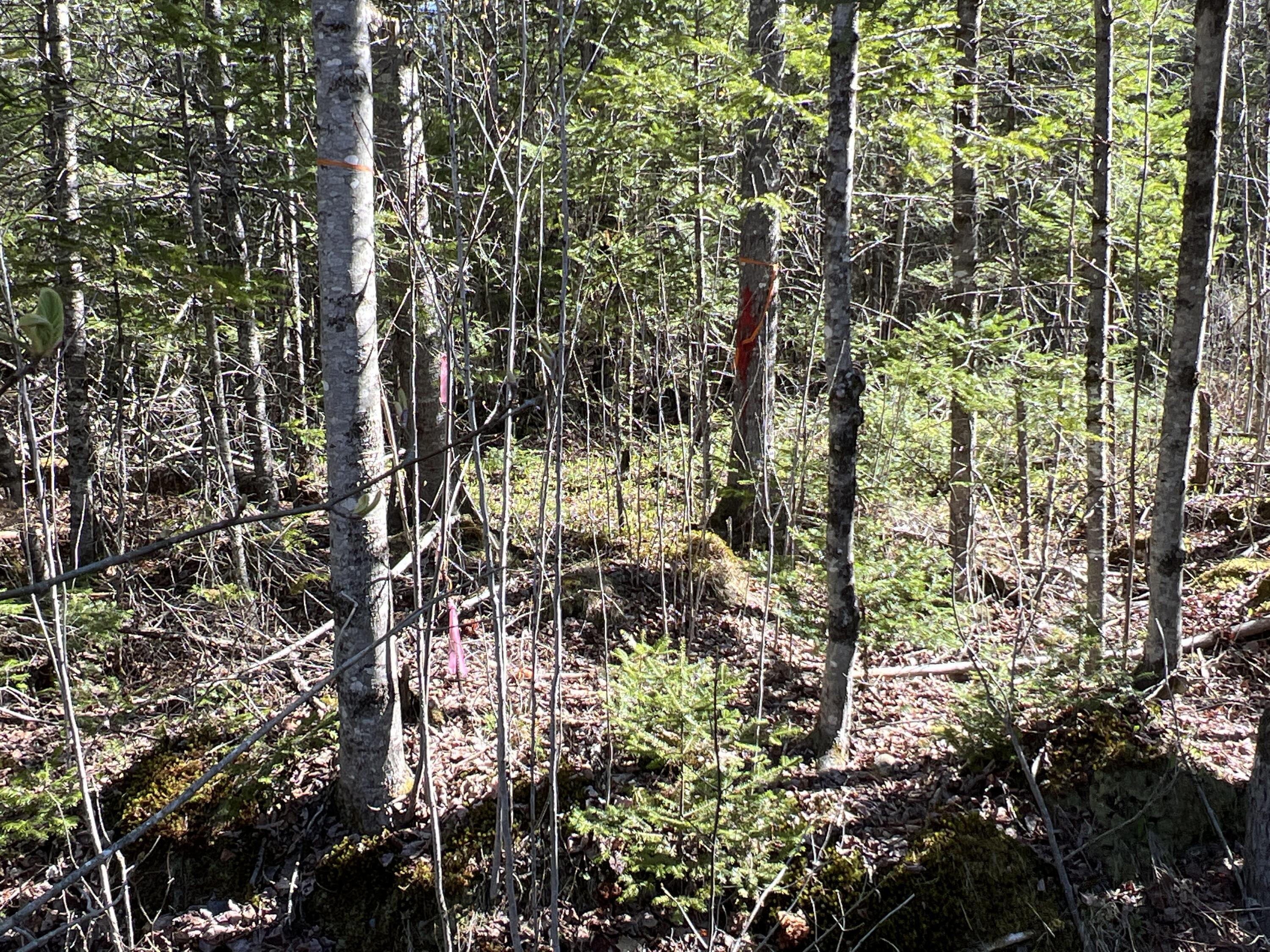 Lot 22 Schoodic Point Road Medford, ME 04463 - Photo 10 of 27 IMG_4175