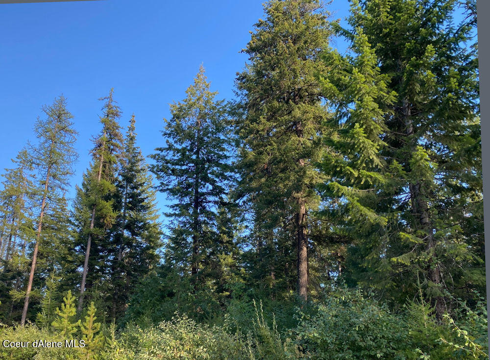 Nnn North Teddy Loop Rathdrum, ID 83858 - Photo 1 of 1 view from north