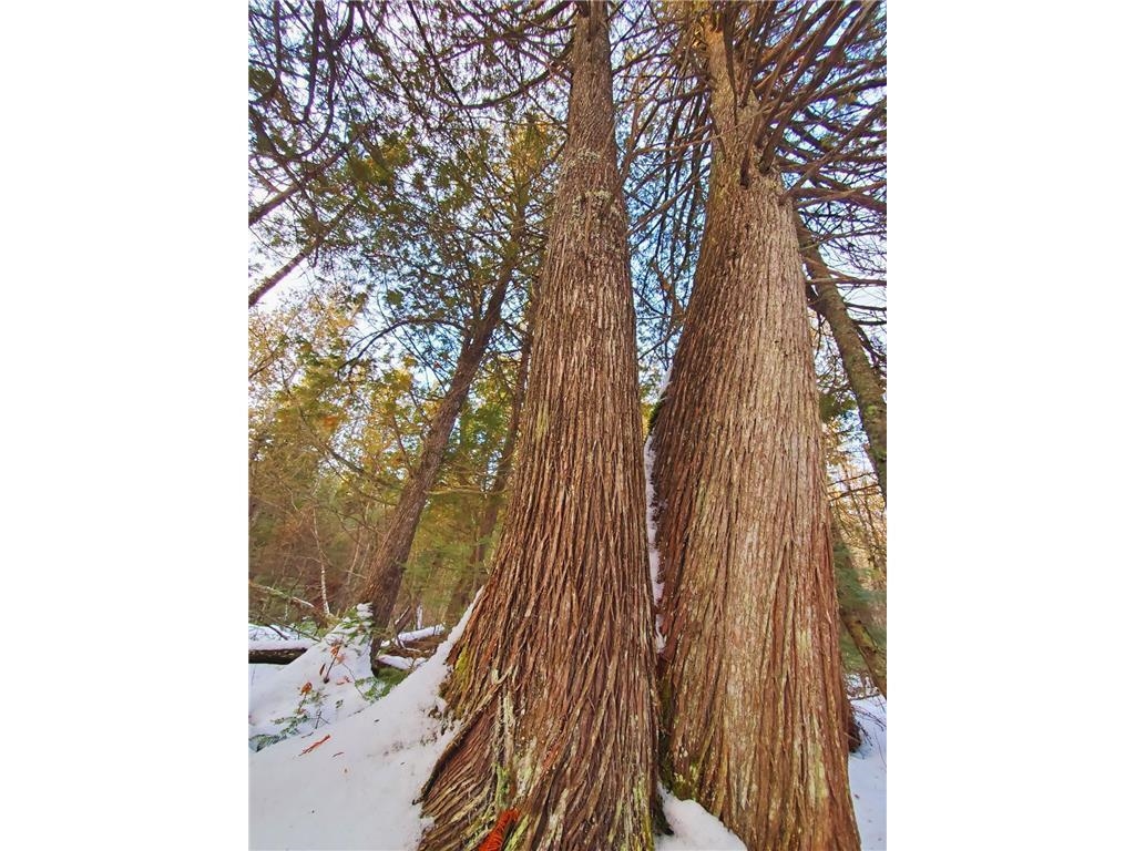 Xx40 Lavaque Road Duluth, MN 55803 - Photo 4 of 21 Beautiful mature cedar trees throughout the property