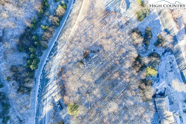 a plant with lots of trees