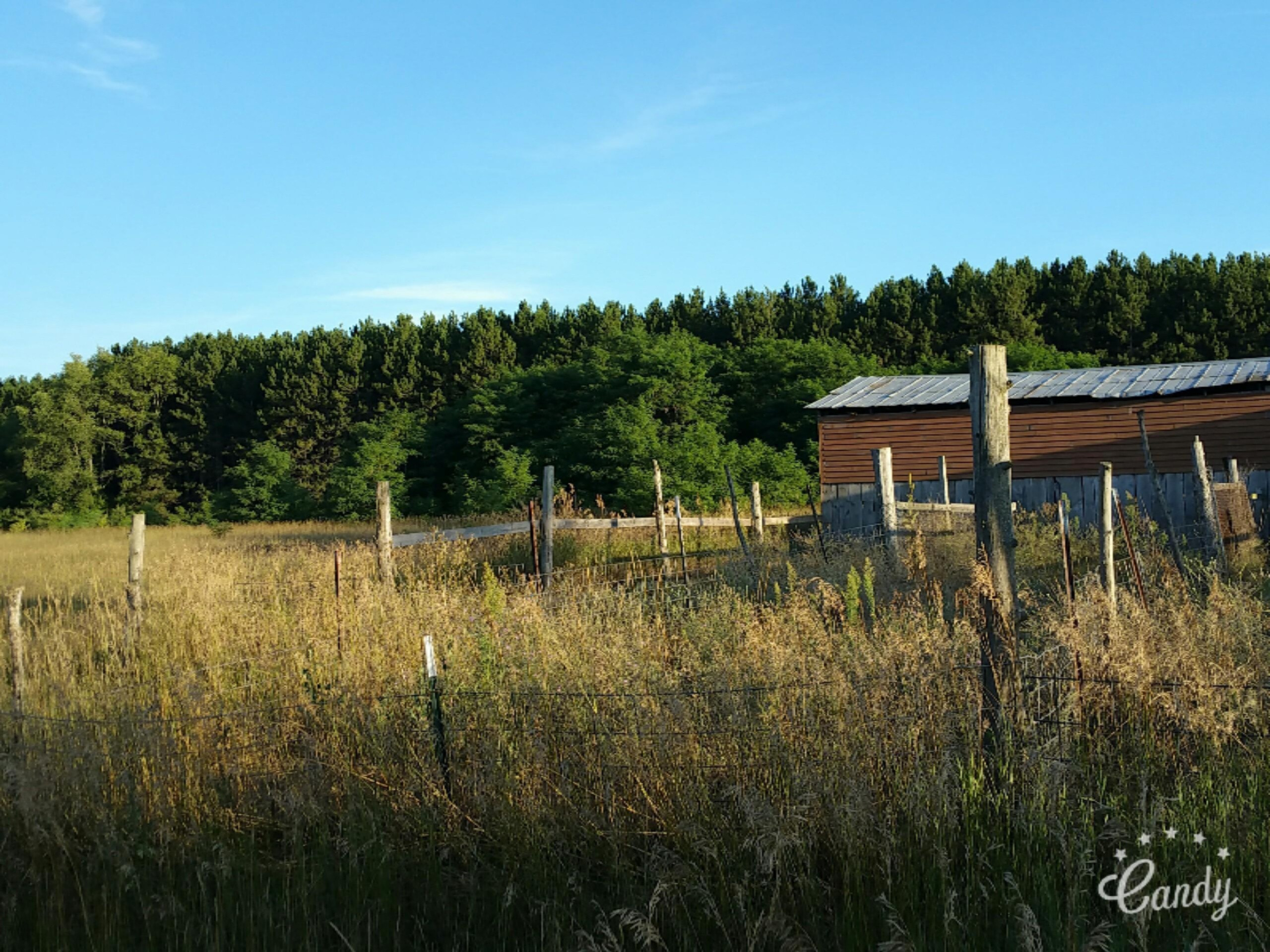 10575 Johnson Road Brethren, MI 49619 - Photo 34 of 42 fenced field