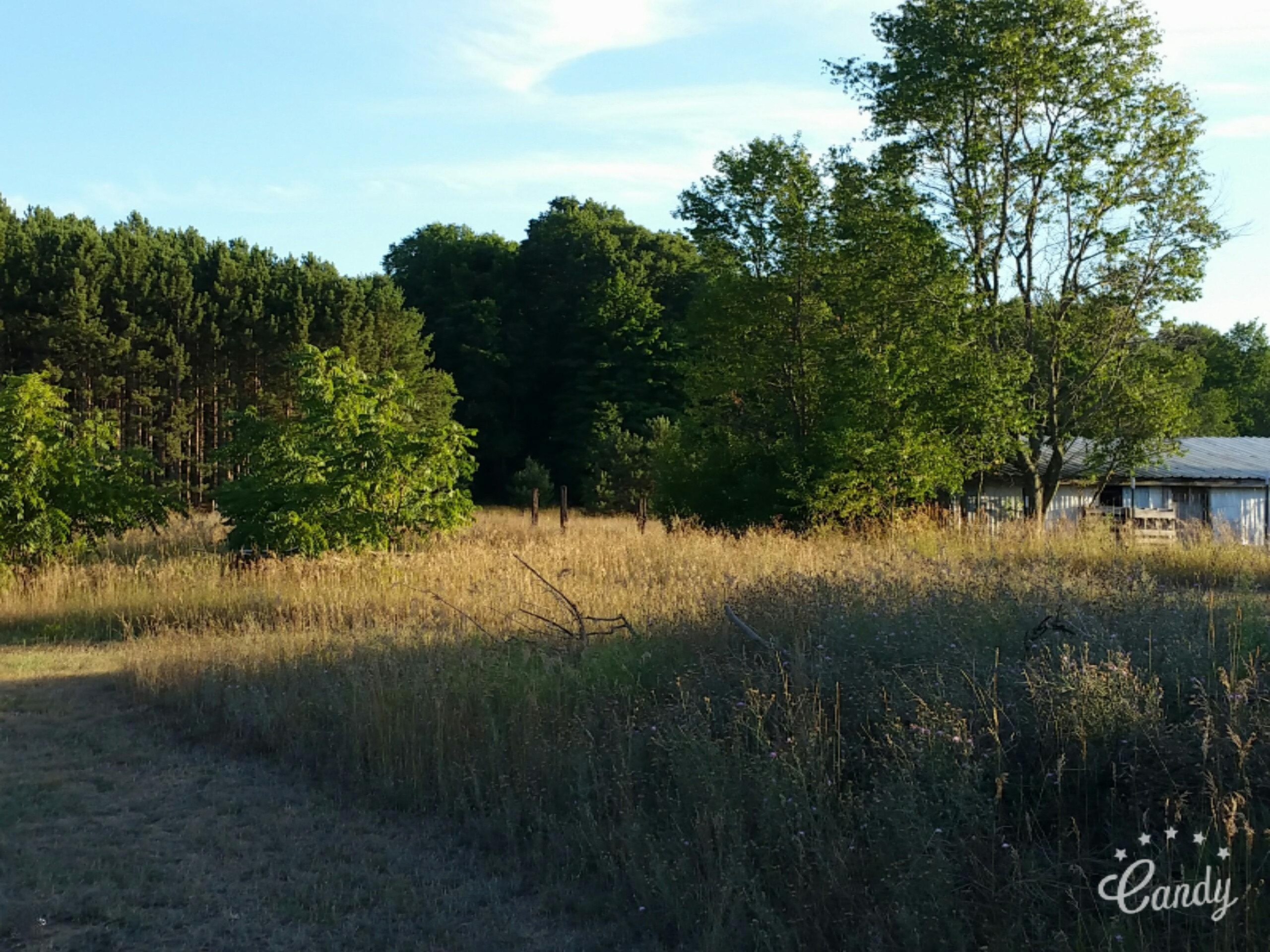 10575 Johnson Road Brethren, MI 49619 - Photo 36 of 42 field 2