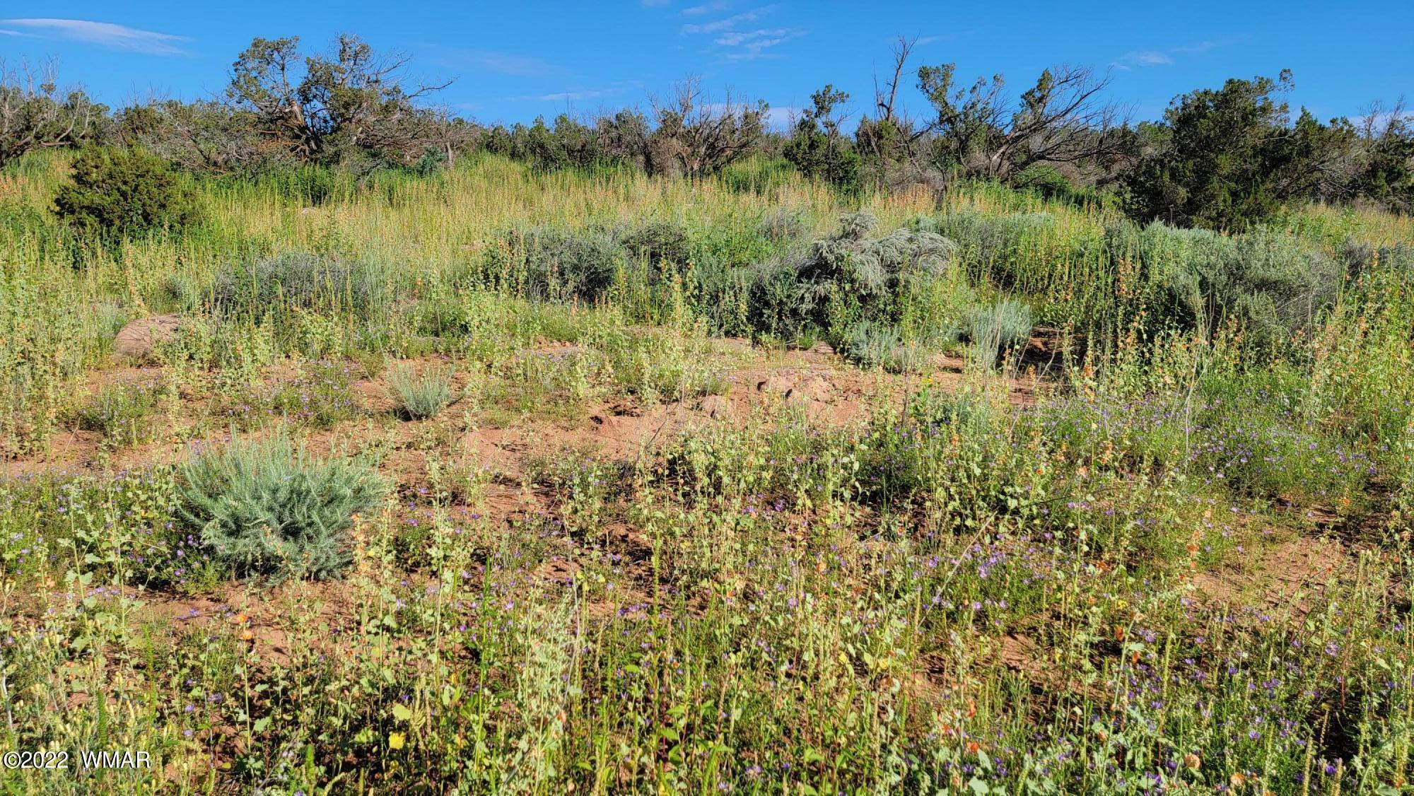 77 Highway 77 Snowflake, AZ 85937 - Photo 19 of 26