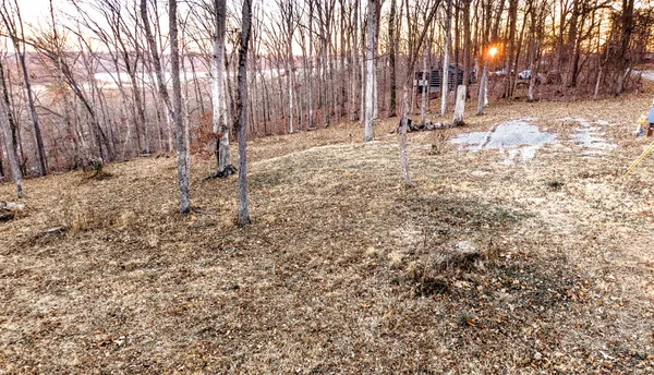 a view of a yard with trees