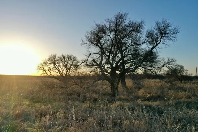 a view of a forest with a tree